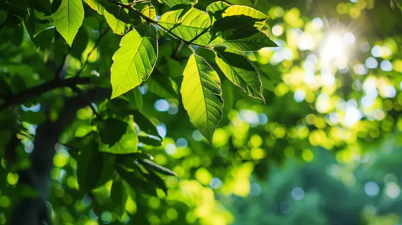木漏れ日と新緑, simple-blurred-natural-green-foliage-sunlight
