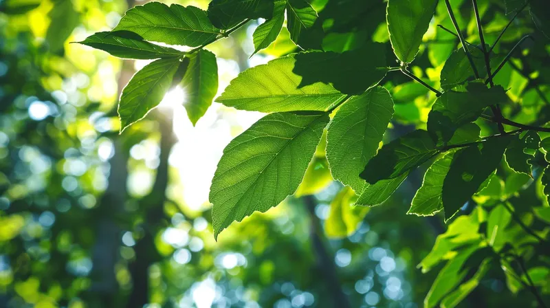 みずみずしい鮮やかな緑が心地よい夏の木の葉, summer-green-leaves